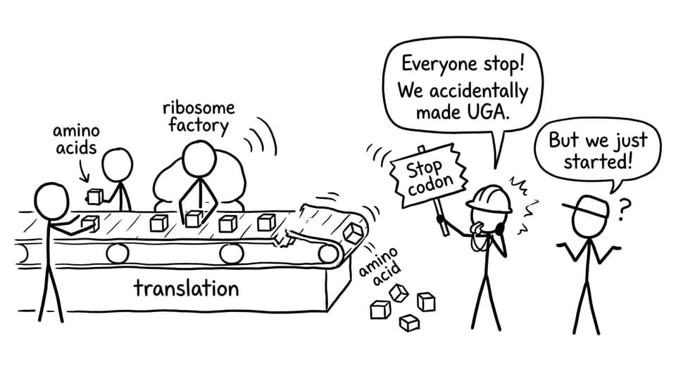 A ribosome factory stopping too early