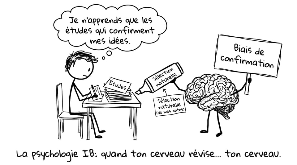 Biais de confirmation en révision IB