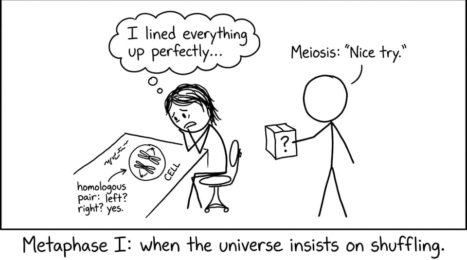 Metaphase I shuffling joke