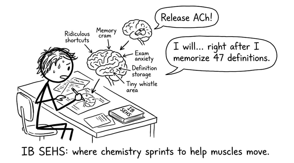 IB SEHS brain-to-muscle comic
