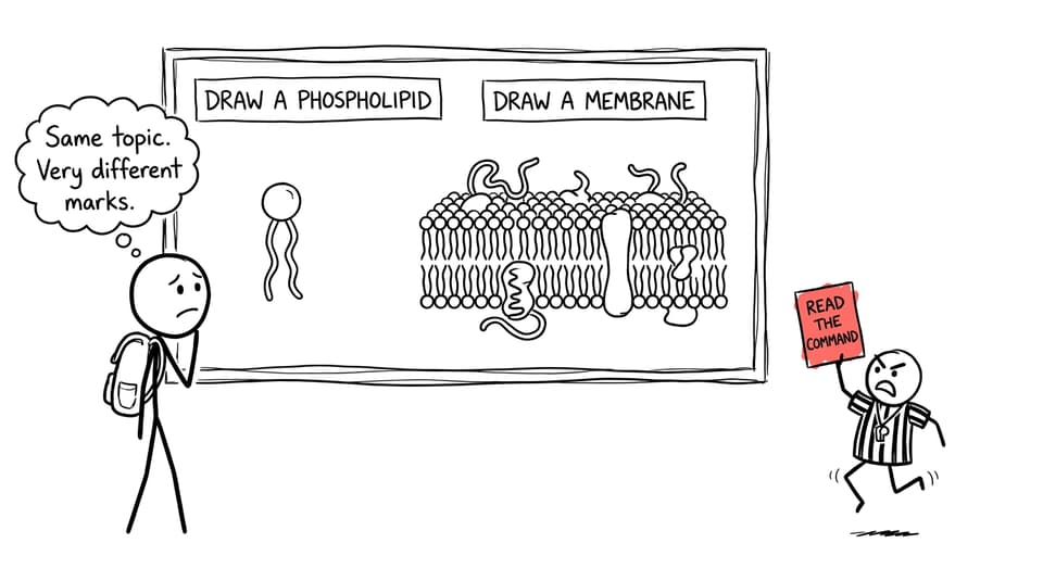 student comparing a phospholipid drawing with a membrane drawing