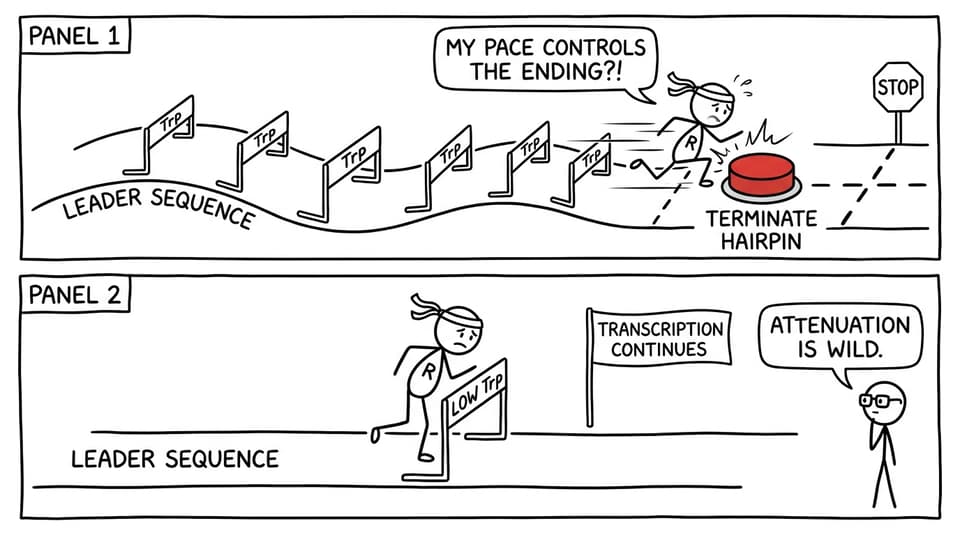 Attenuation pace controls ending joke