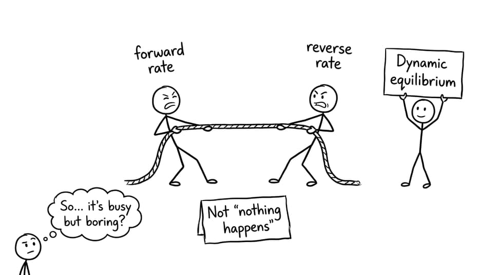 Dynamic equilibrium is not “nothing happens”.