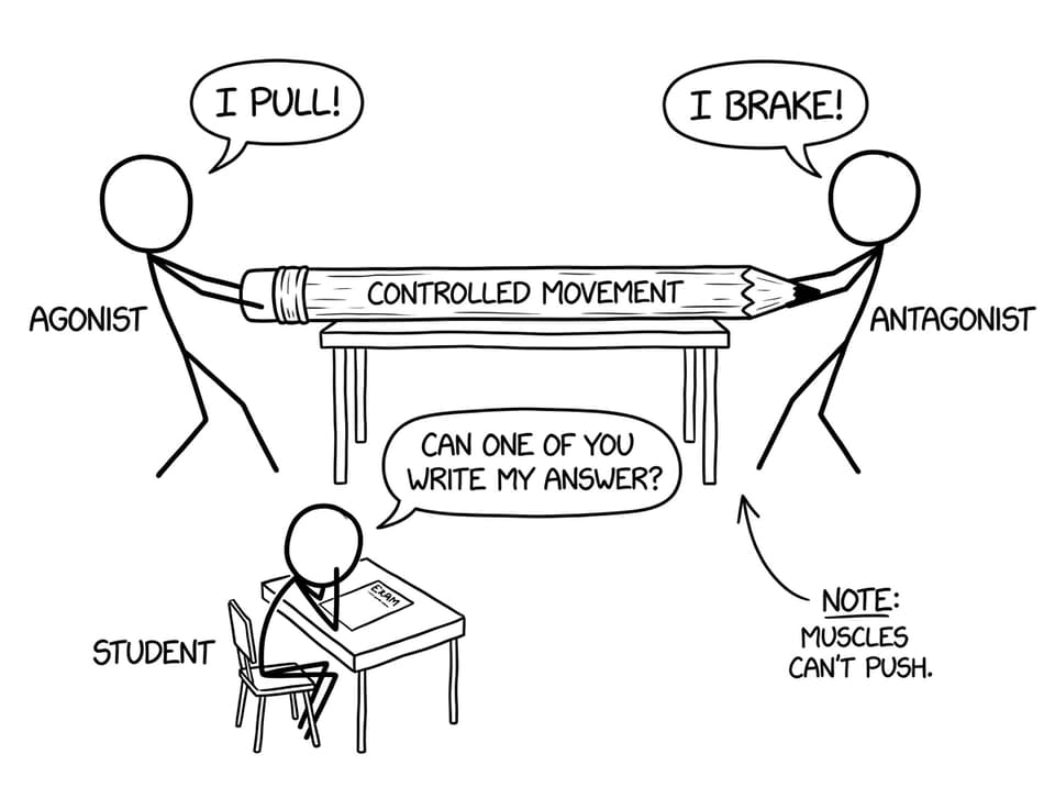 Agonist vs antagonist tug-of-war comic