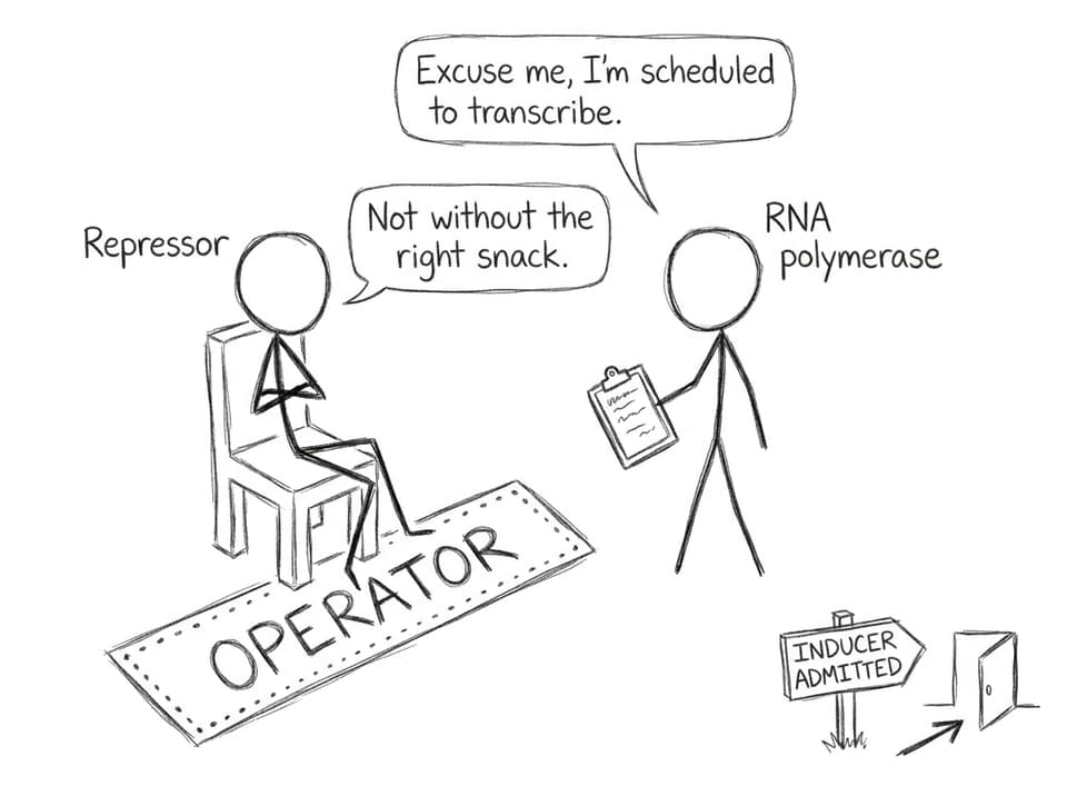 Repressor blocking transcription joke