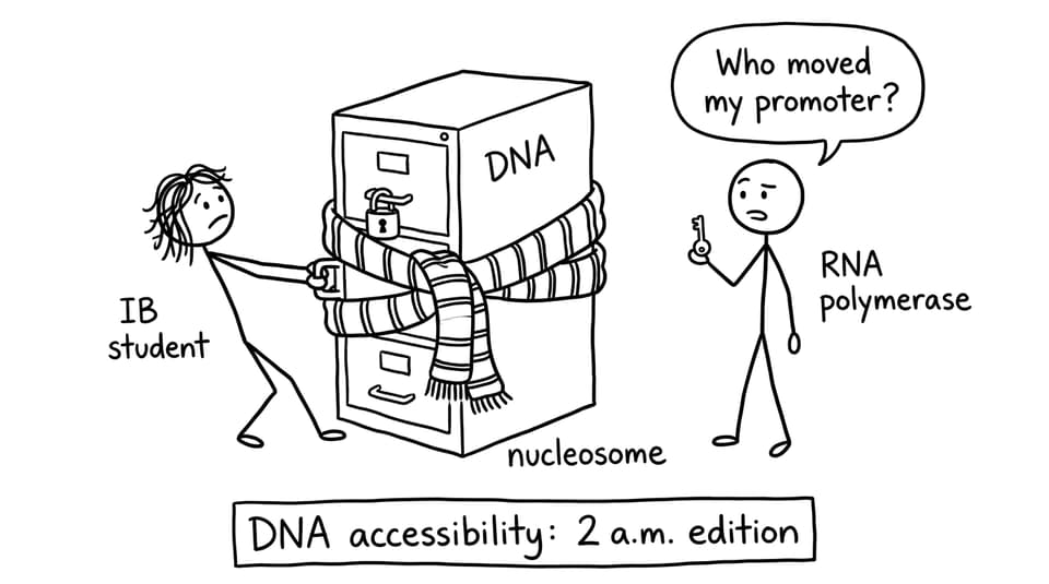 Comic: DNA accessibility at 2 a.m.