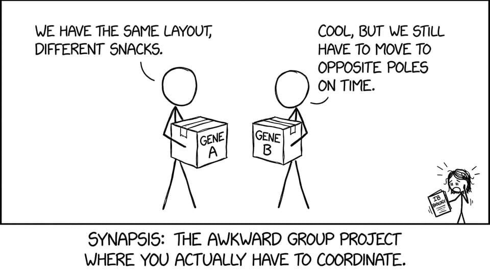 Homologous chromosomes as roommates coordinating synapsis