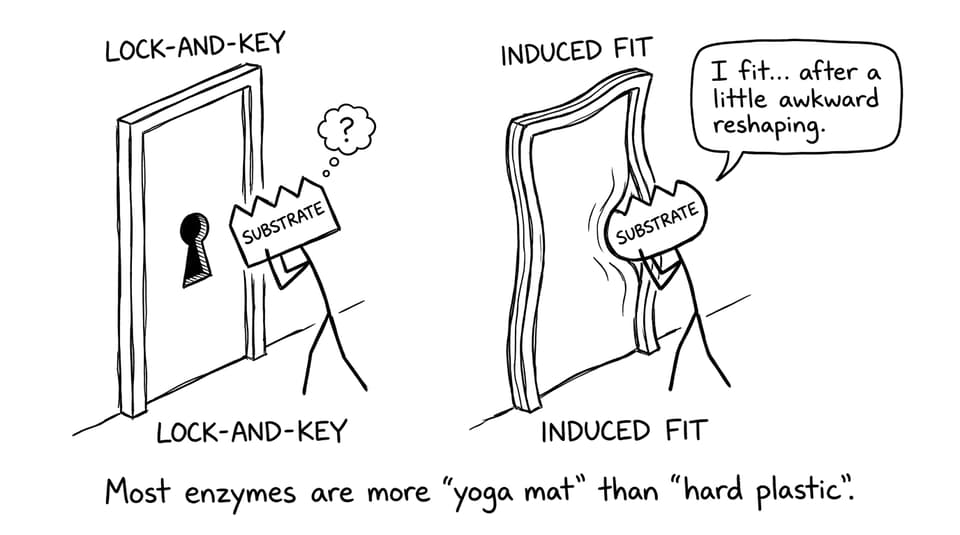 Most enzymes are more 'yoga mat' than 'hard plastic'.