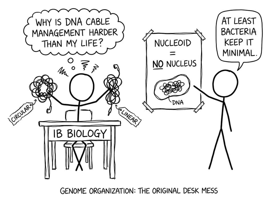 IB Biology genome organization desk mess comic