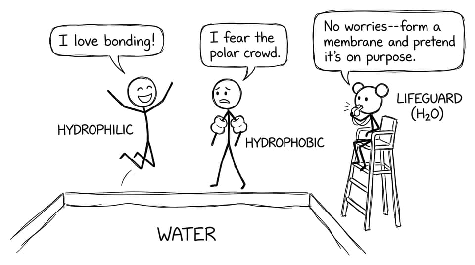 Hydrophilic vs hydrophobic at the pool