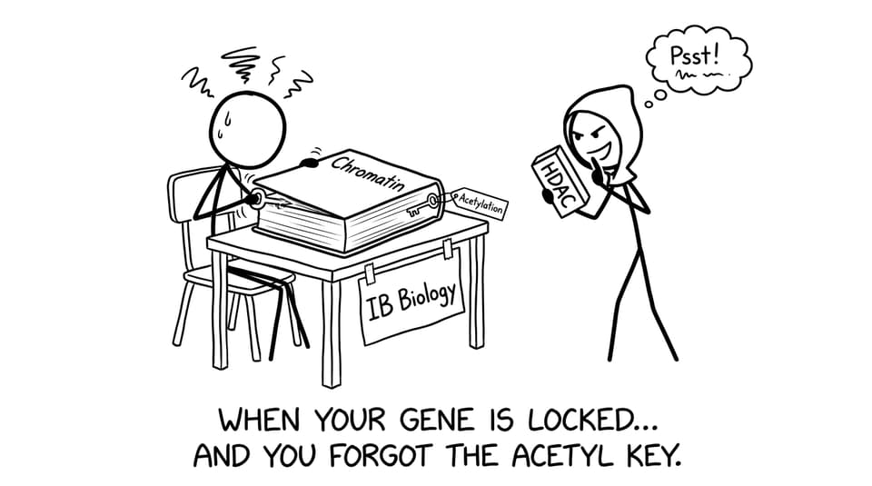 A student tries to unlock chromatin with acetylation