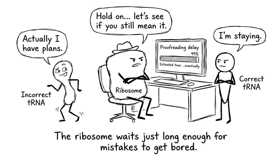 Kinetic proofreading as a slow-loading progress bar
