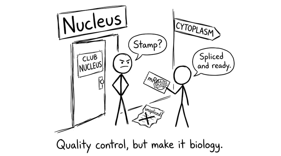 Quality control bouncer for spliced mRNA.