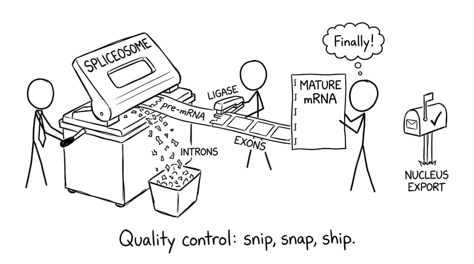 The spliceosome as an office machine