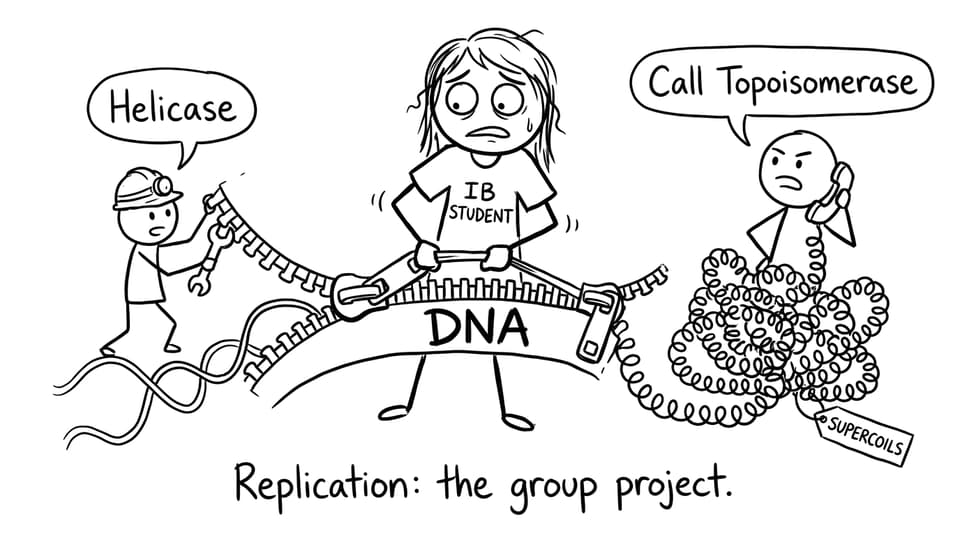 A funny comic about helicase, supercoils, and topoisomerase