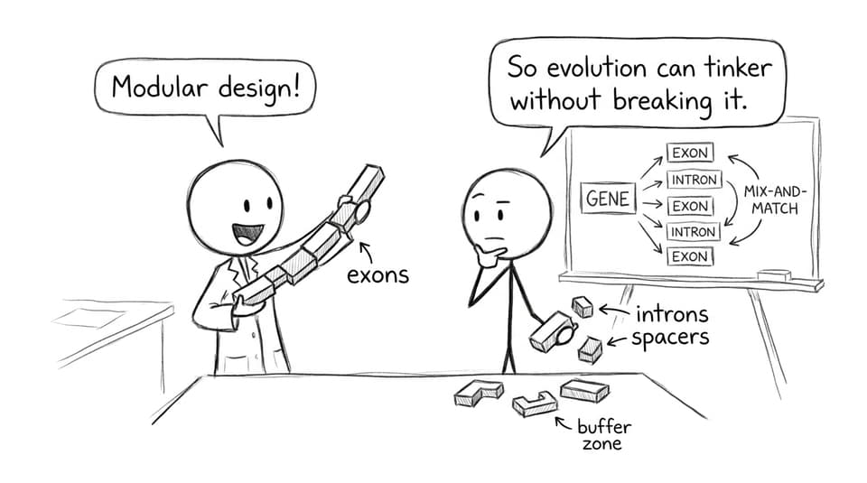 Modular design joke about exons/introns.