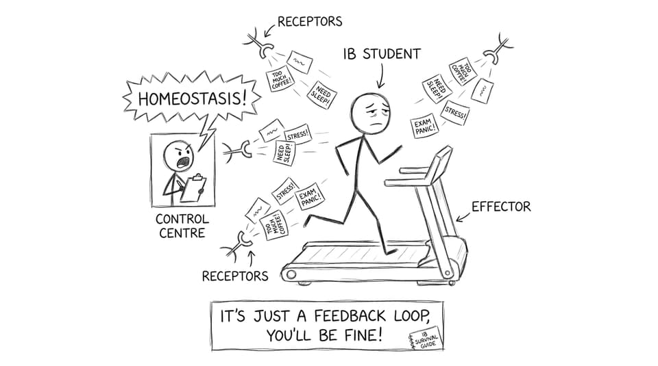 IB student vs homeostasis control centre