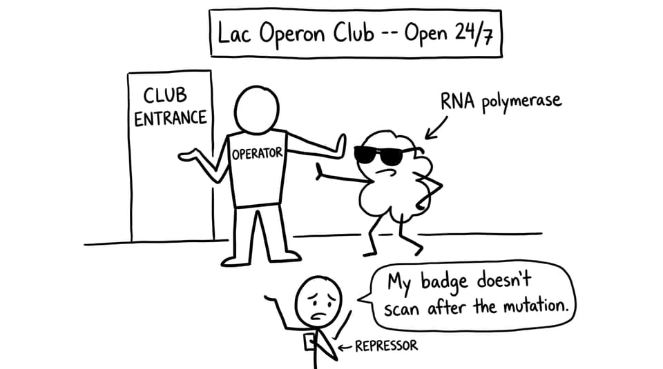 Operator bouncer can’t stop RNA polymerase