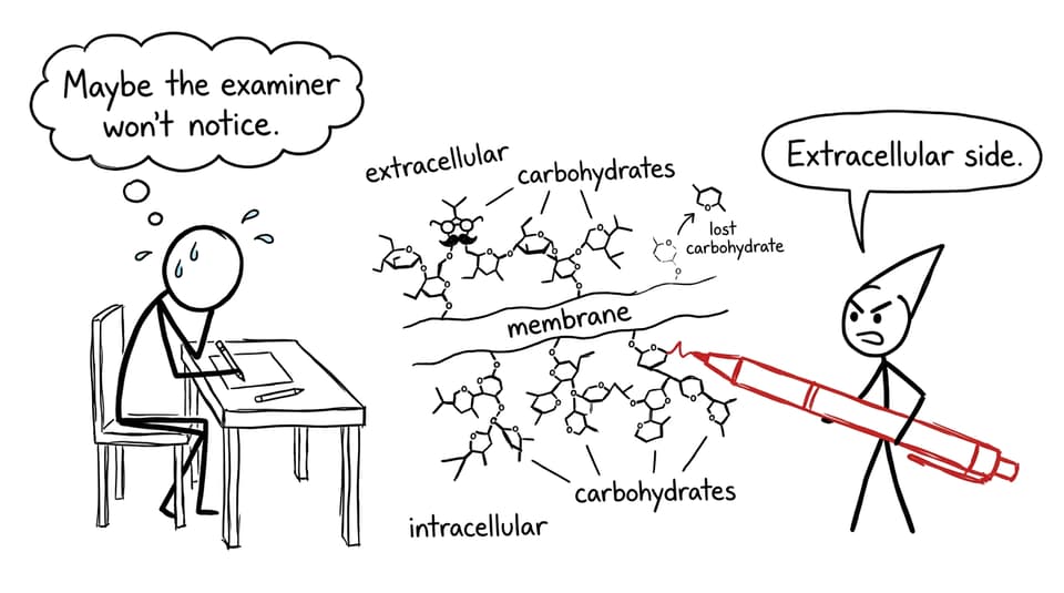 A student hopes an examiner will overlook a misplaced carbohydrate chain