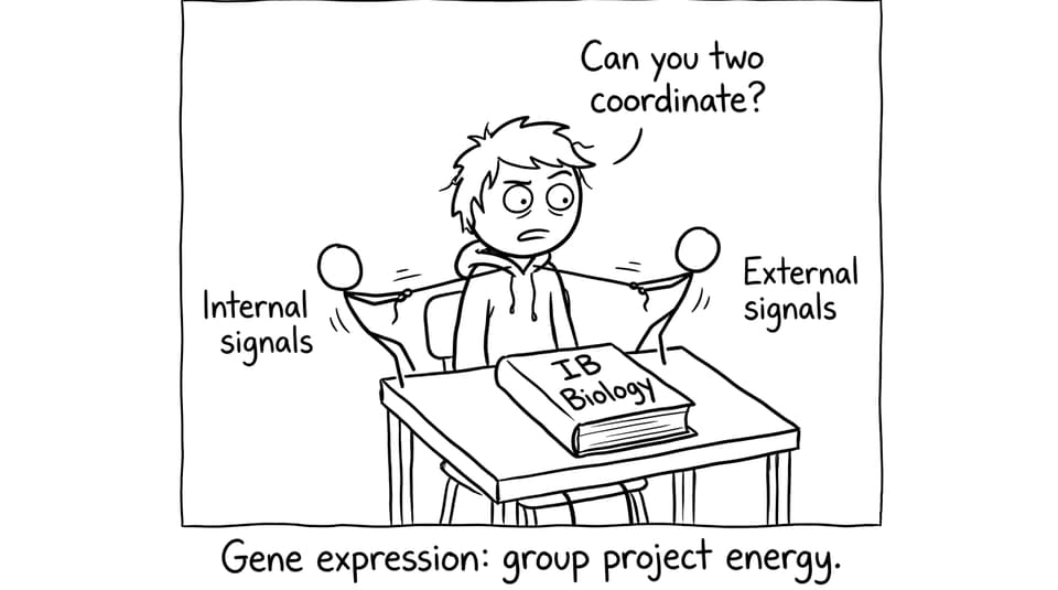 IB student caught between internal and external signals