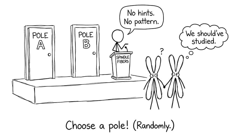 Spindle fibers game show joke