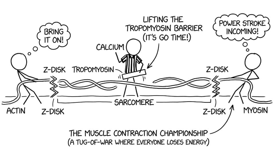 Calcium lifting the tropomyosin barrier