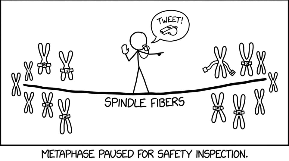 Spindle checkpoint referee stops tug-of-war