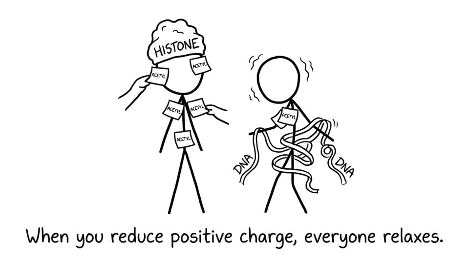 Histone getting acetyl sticky notes and relaxing