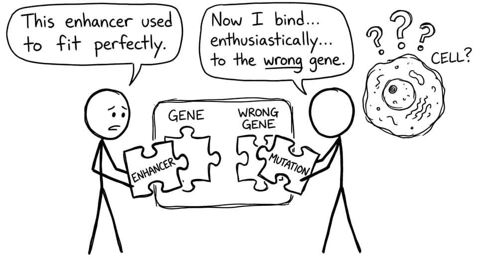 Enhancer binds… enthusiastically… to the wrong gene