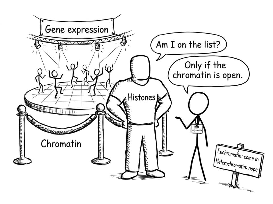 Chromatin bouncer comic