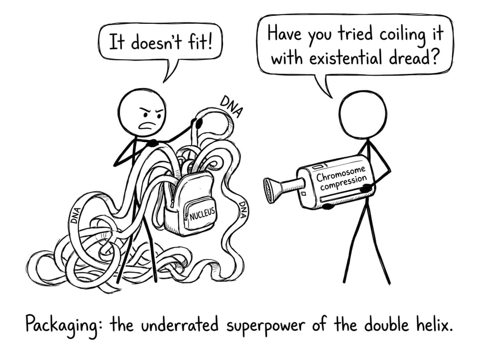 DNA packing into nucleus joke
