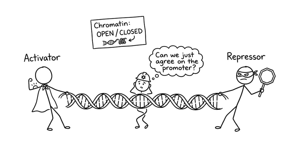 Activator vs repressor tug-of-war joke