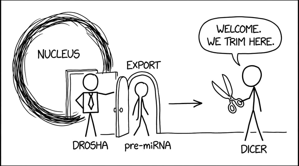 Drosha and Dicer as bouncers