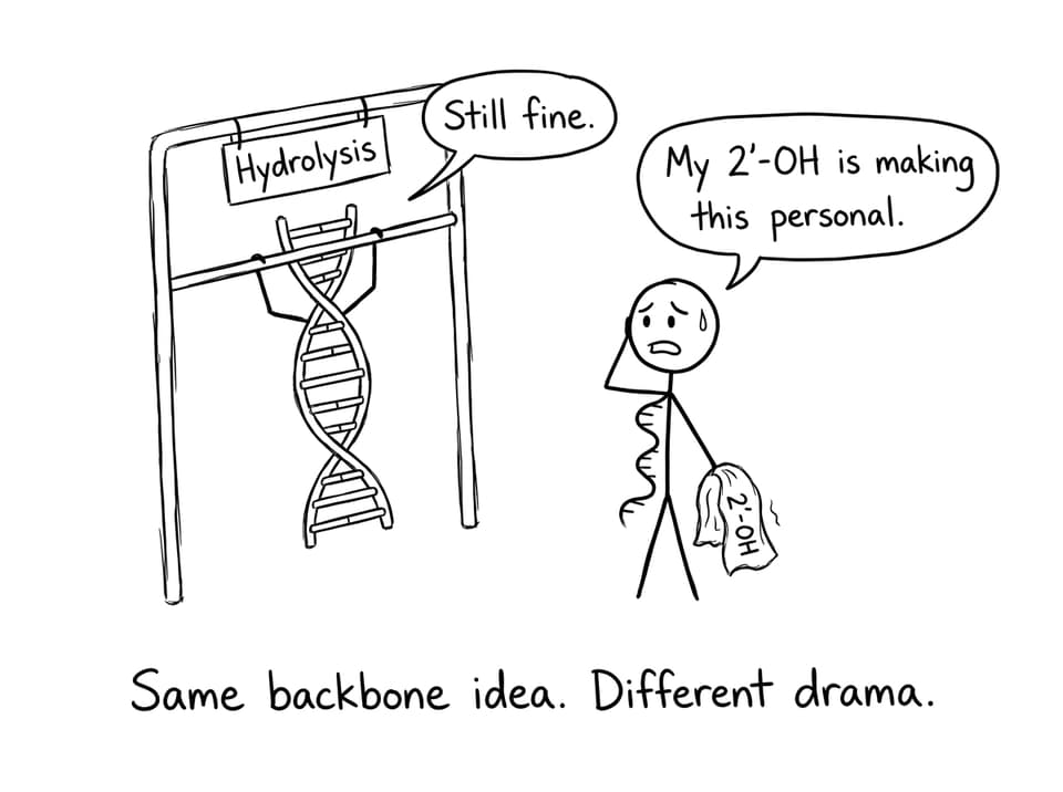 DNA at the “hydrolysis gym,” RNA overthinking
