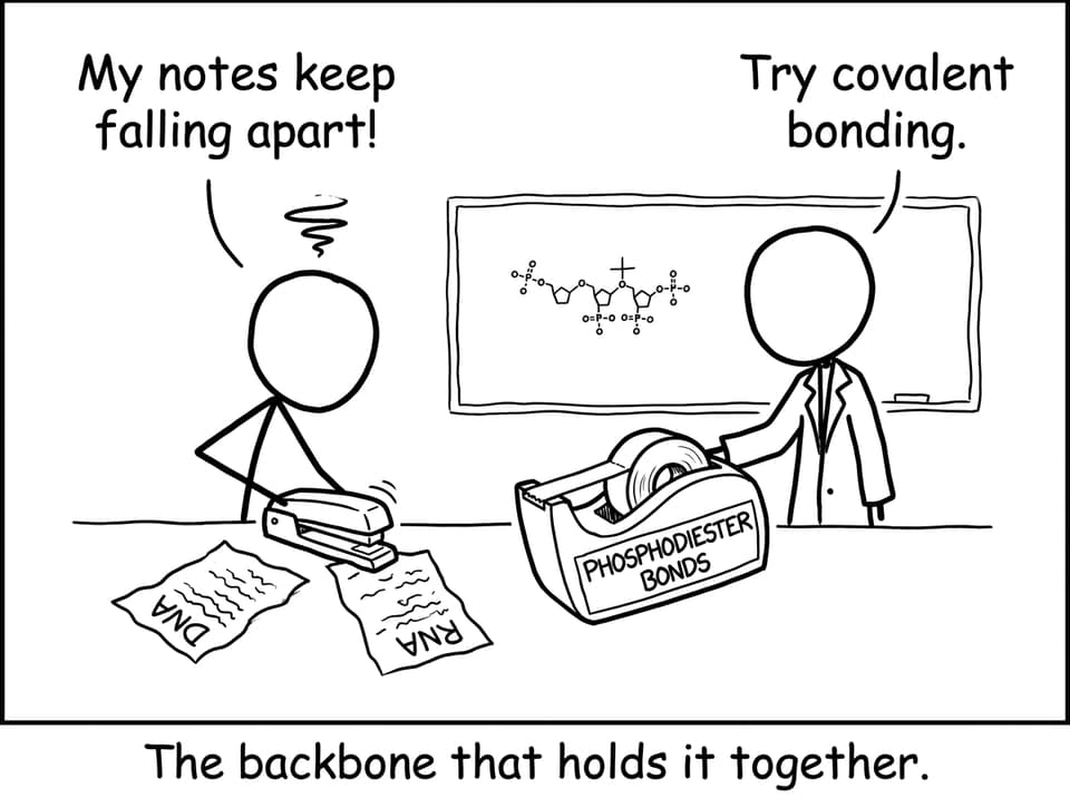 A student discovers the “tape” of genetics