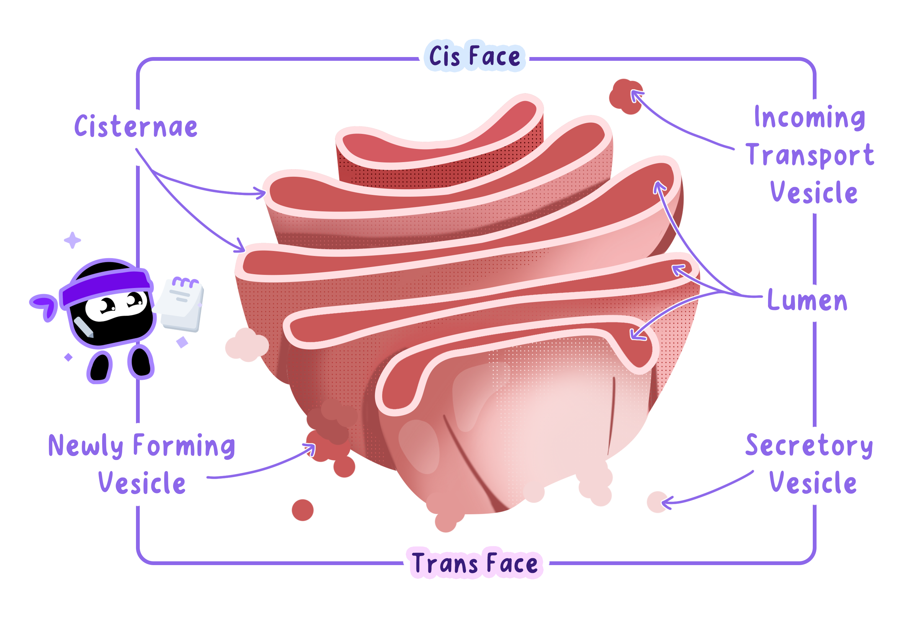 Structure of Golgi apparatus