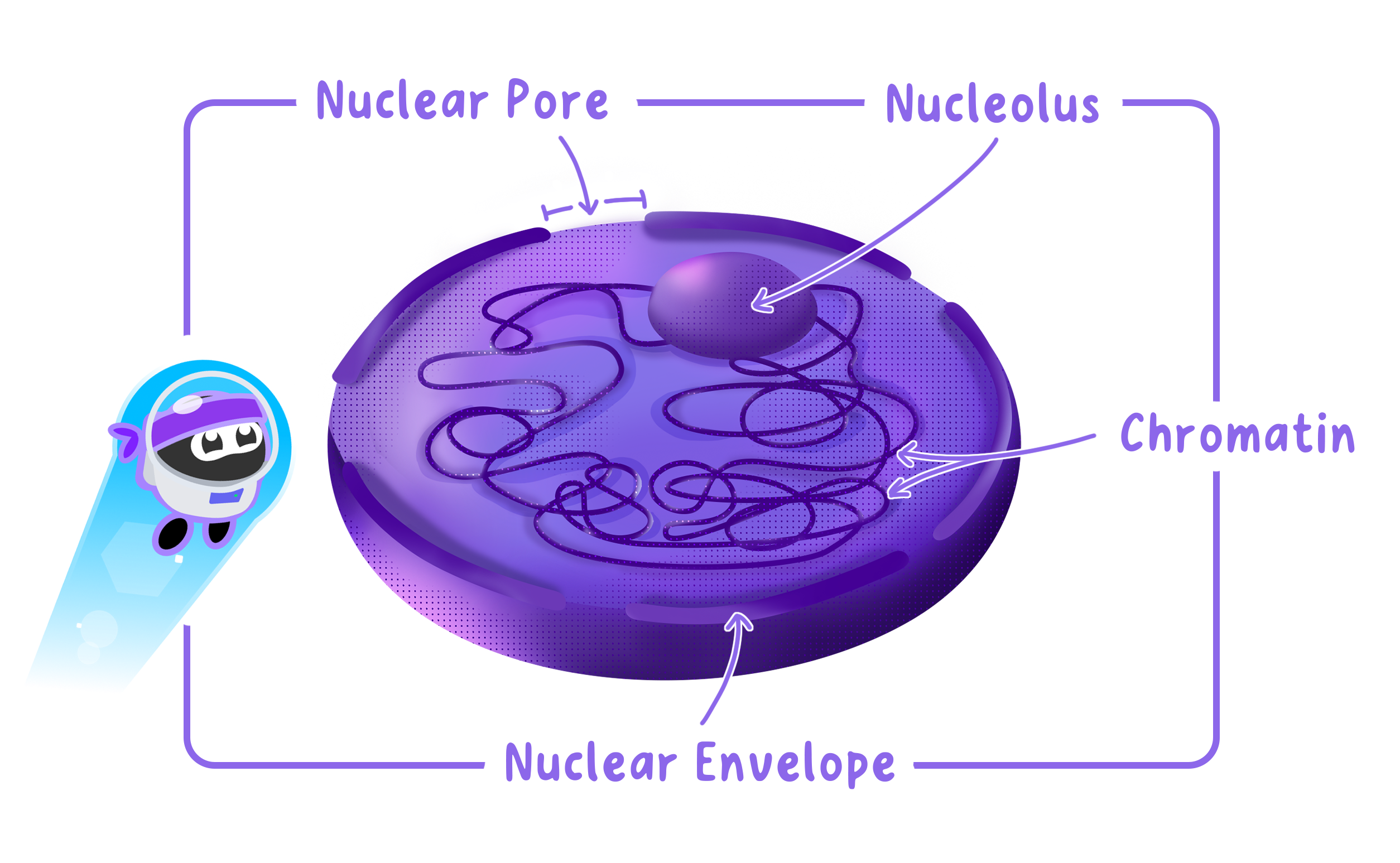 Structure of Nucleus