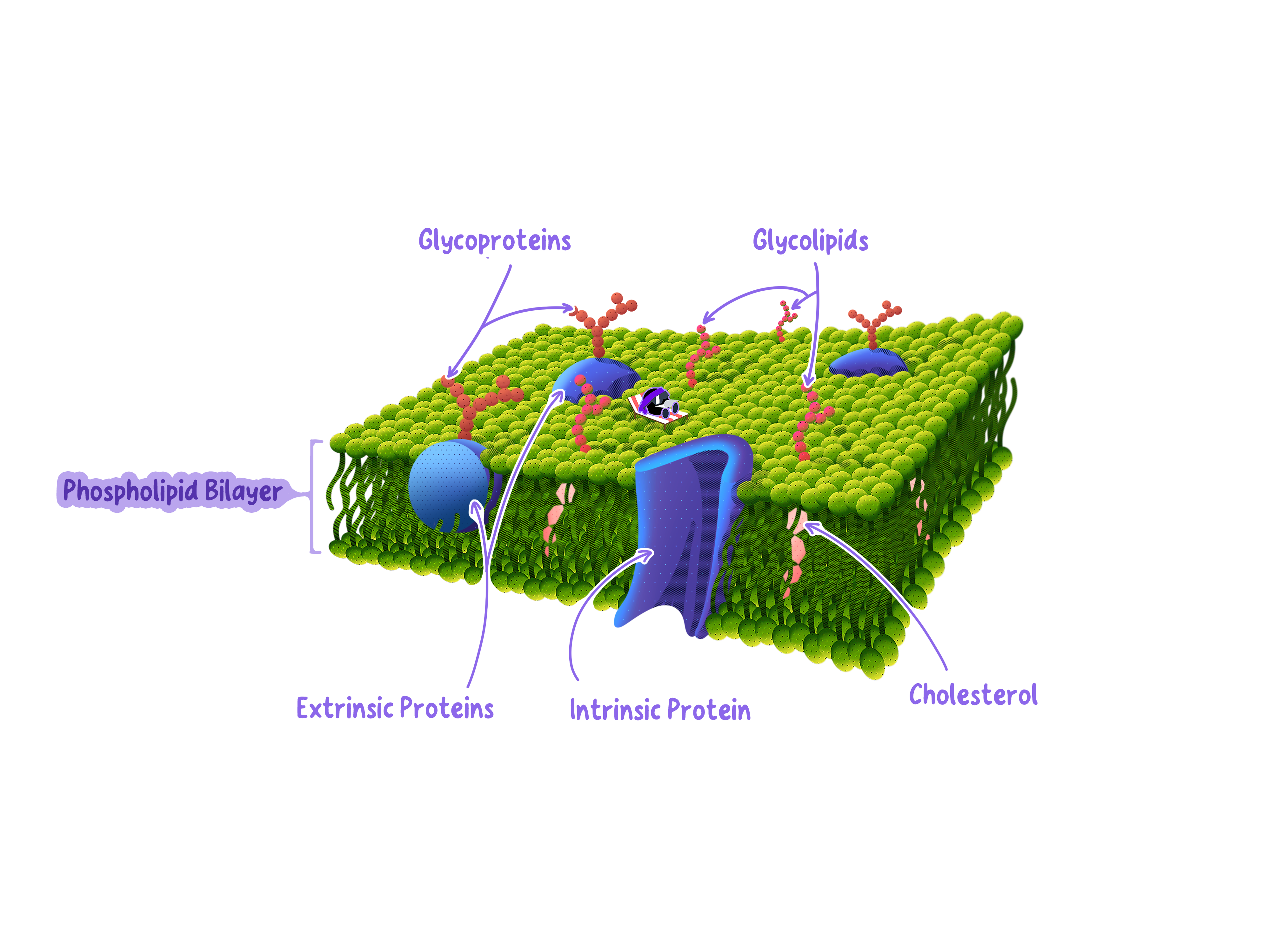 Plasma Membrane and its Phospholipid Bilayer