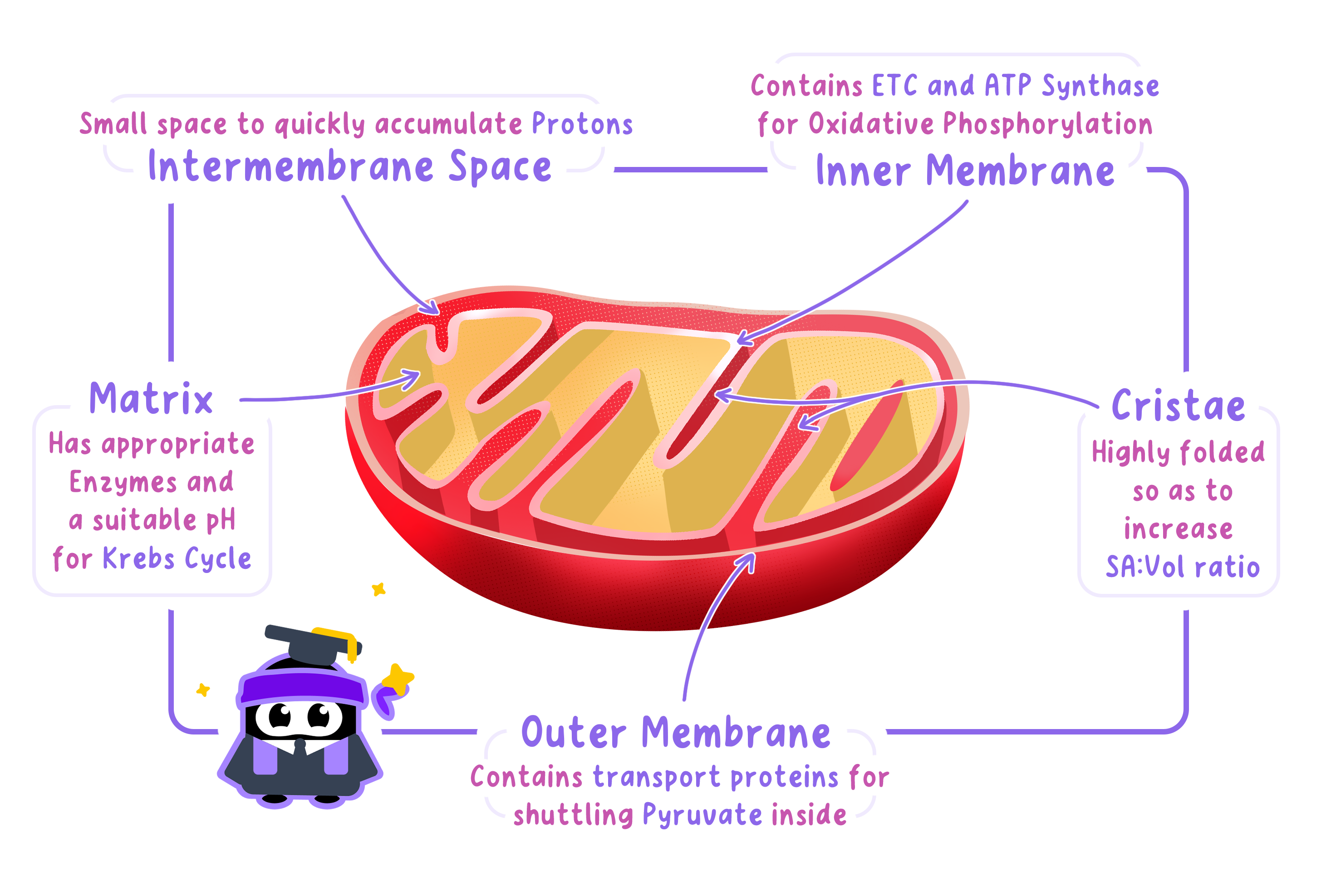 Structure of Mitochondria