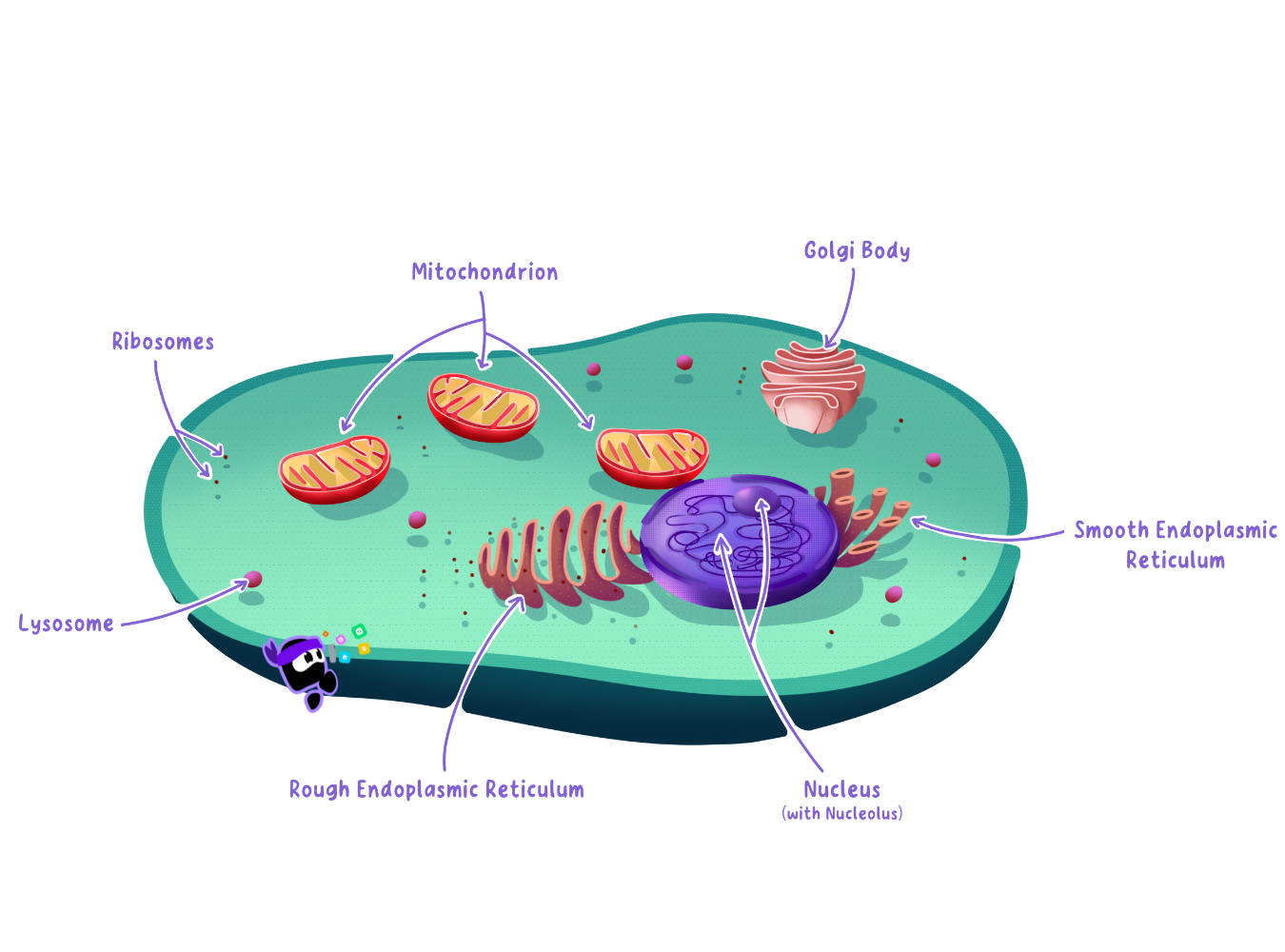 Eukaryotic Cell