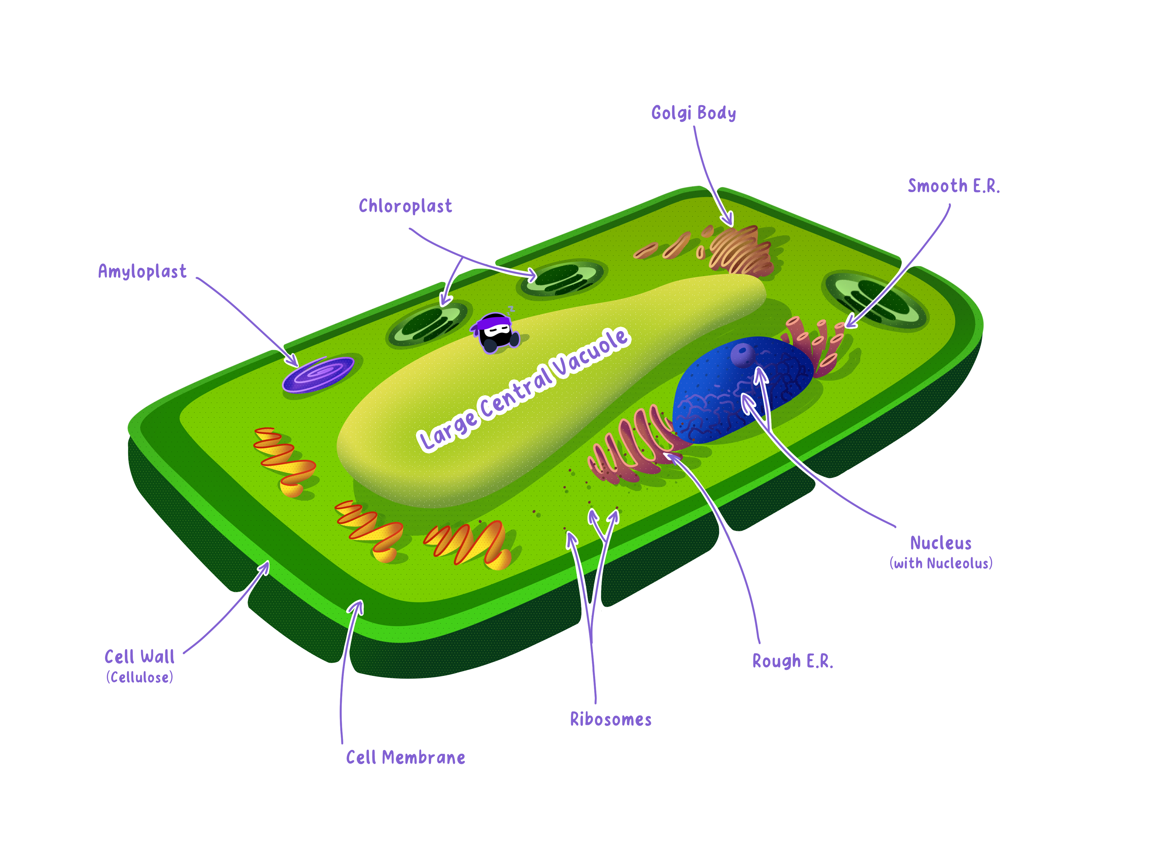 Large Vacuole in Plant Cell