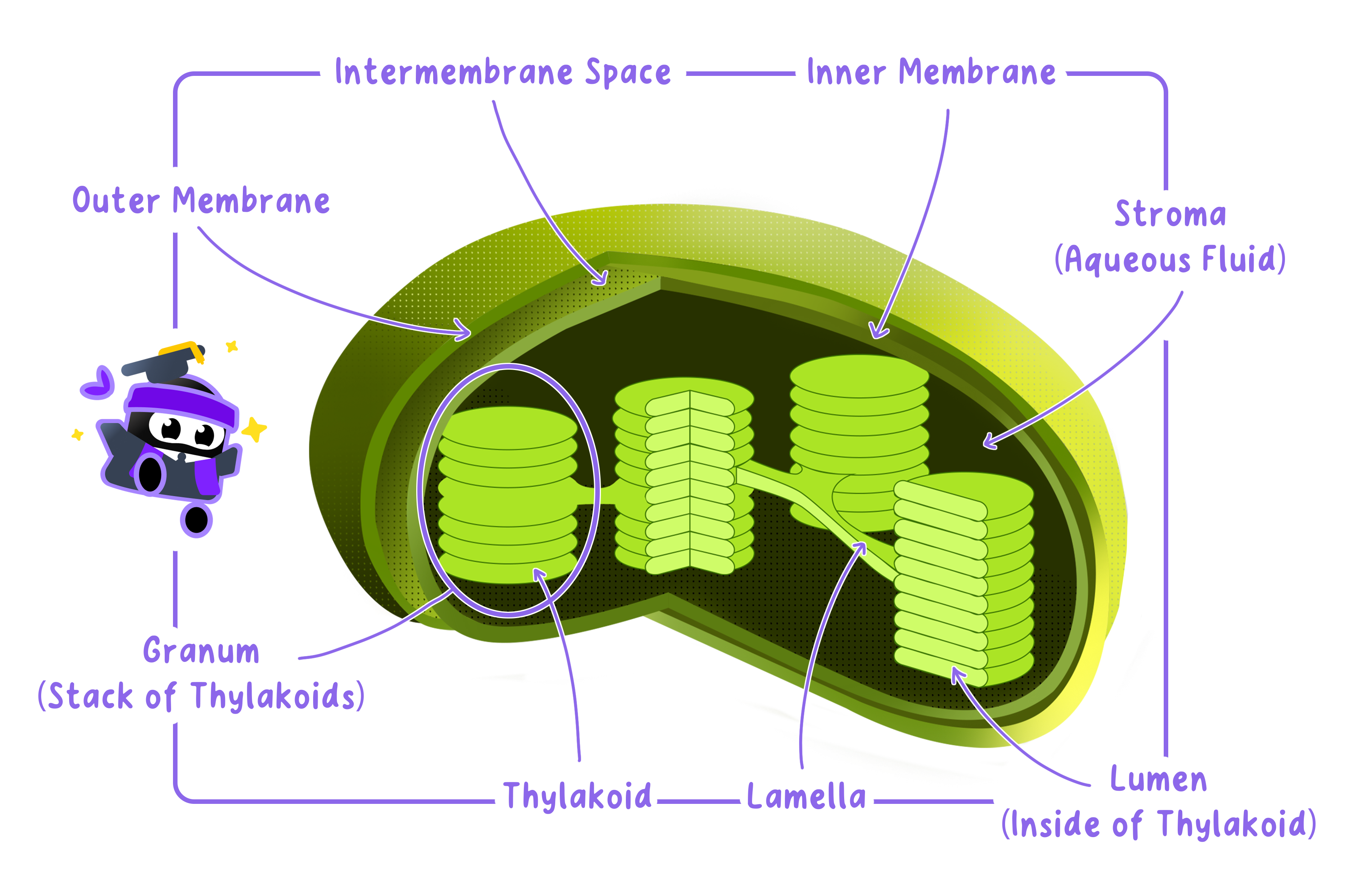 Structure of Chloroplasts