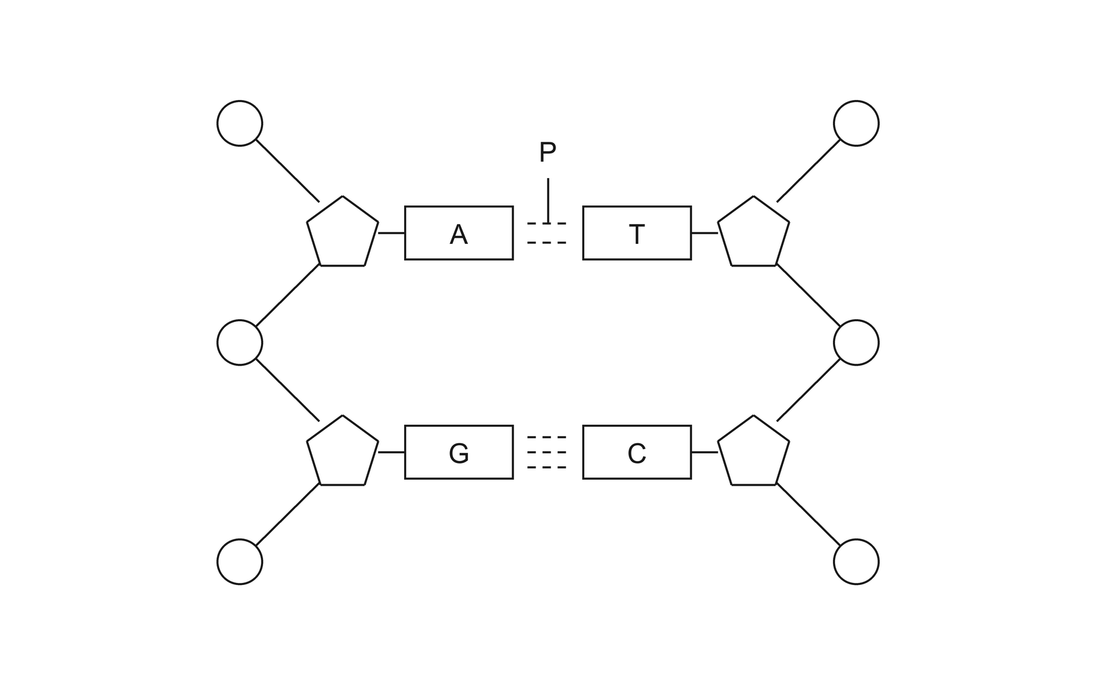 DNA segment with a bond labelled P