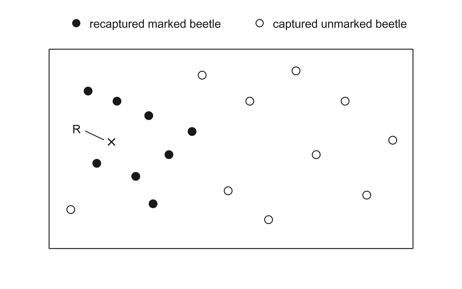 Map of a reserve with release point R and beetle capture symbols