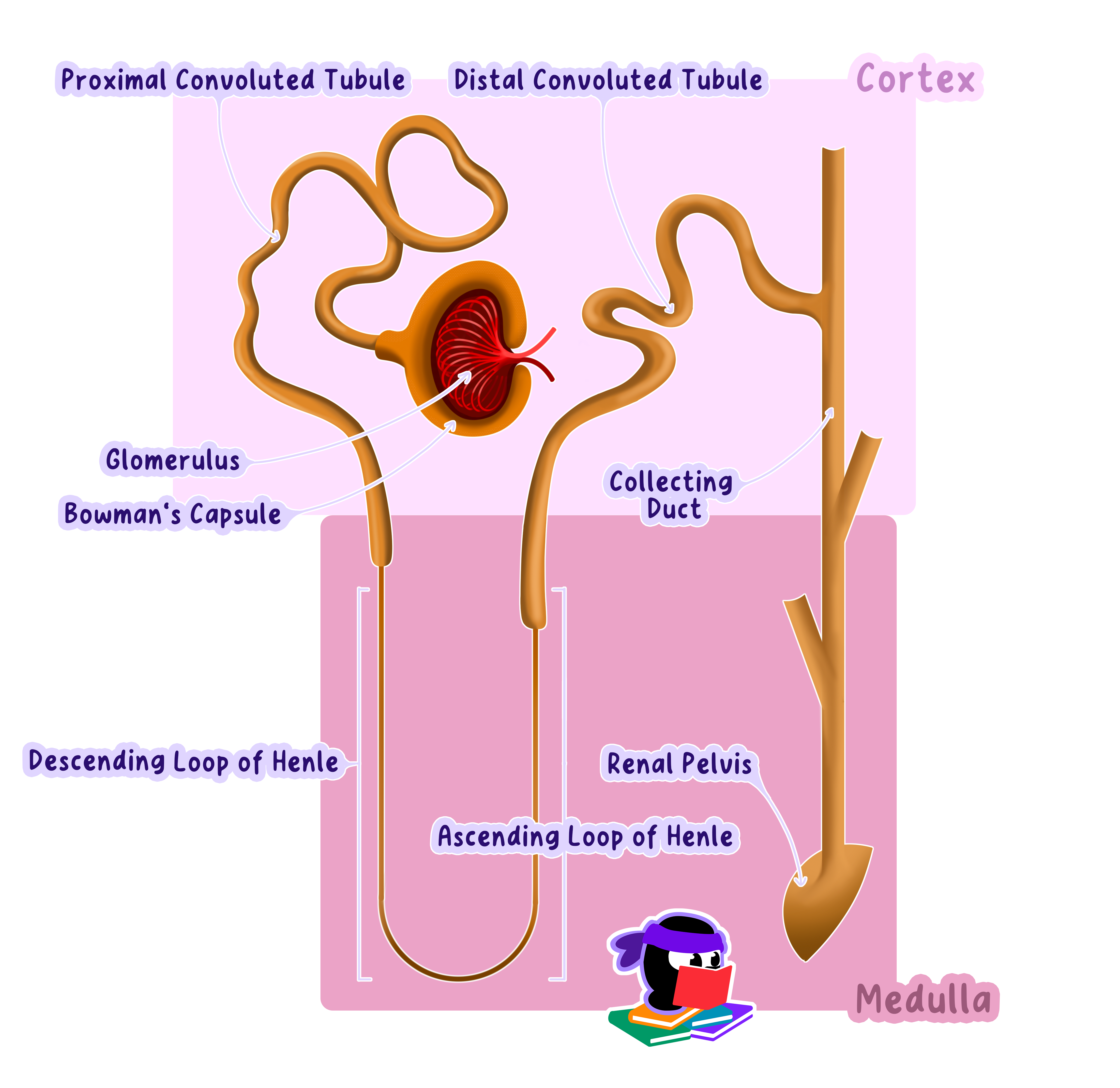 Loop Of Henle Pronunciation