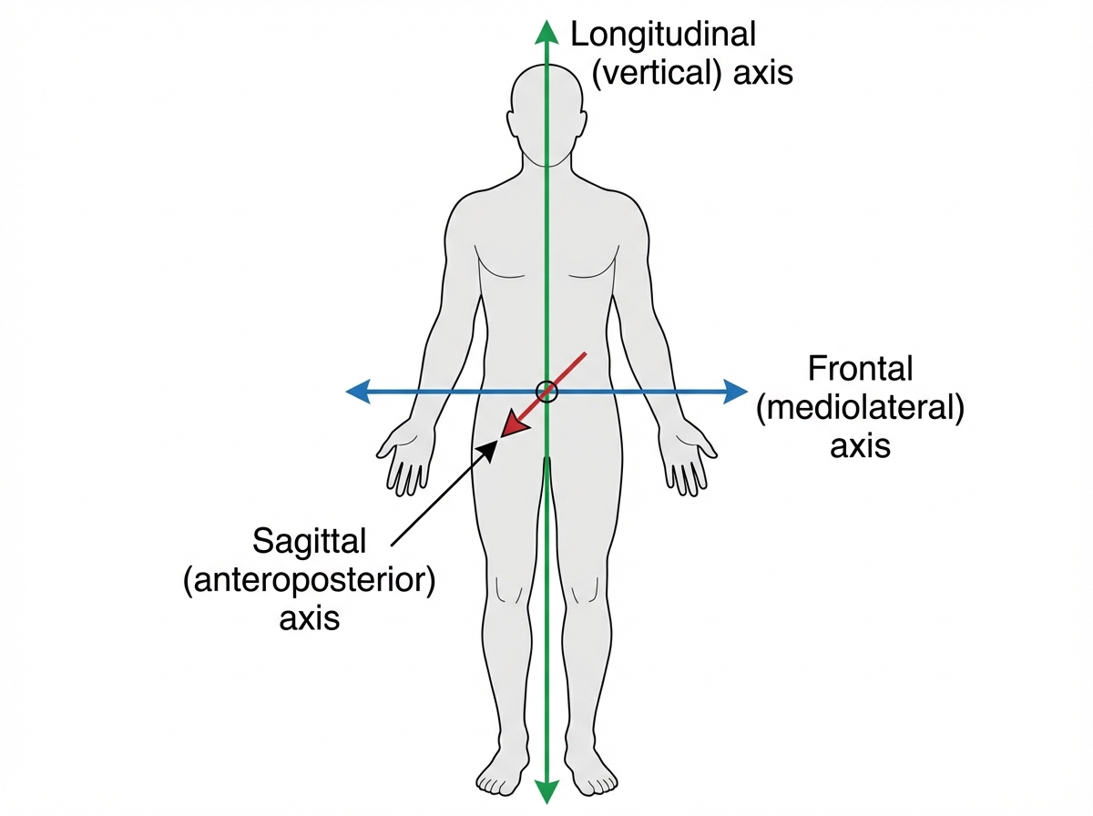Vertical Central Axis Of The Body